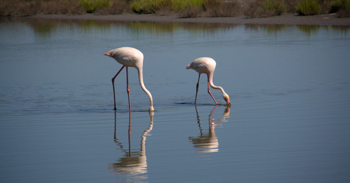 Pink flamingos wading in the shallow waters of the Camargue wetlands