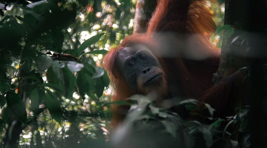 How to See Wild Orangutans in Indonesia: Ethical Jungle Trekking in Sumatra