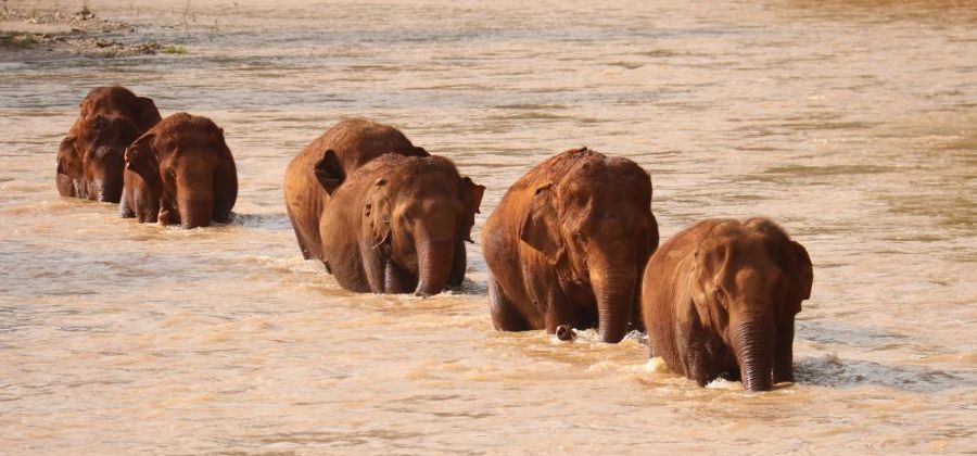 Volunteer with Elephants in Thailand: A Journey of Healing and Love at Elephant Nature Park