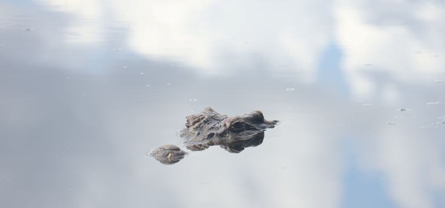 Cát Tiên National Park: Best Things to Do + Ultimate Vegan Tips